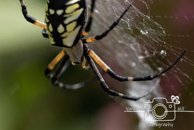 Yellow Garden Spider