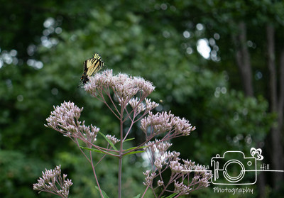 Swallowtail
