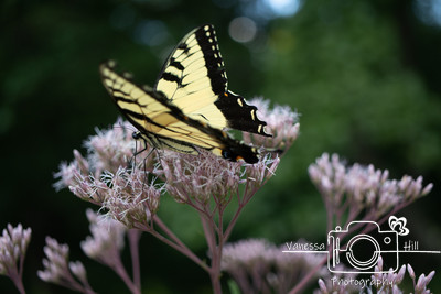 Swallowtail