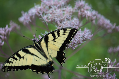 Swallowtail