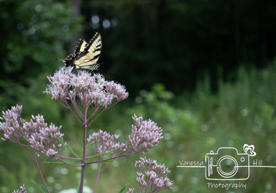 Swallowtail