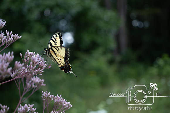 Swallowtail
