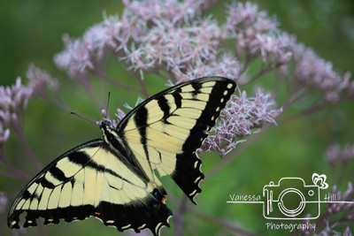 Swallowtail