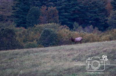 Elk at Dusk