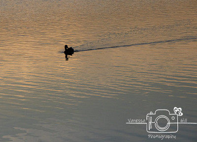 Duck Silhouette
