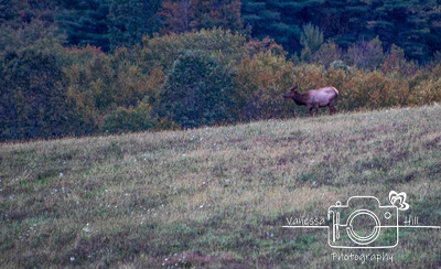 Elk at Dusk