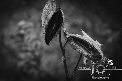 Milkweed