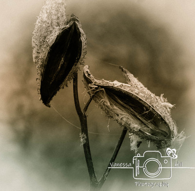 Milkweed