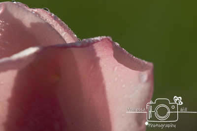 Autumn Rose Petals