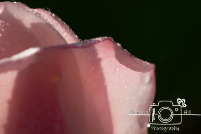 Autumn Rose Petals Composite