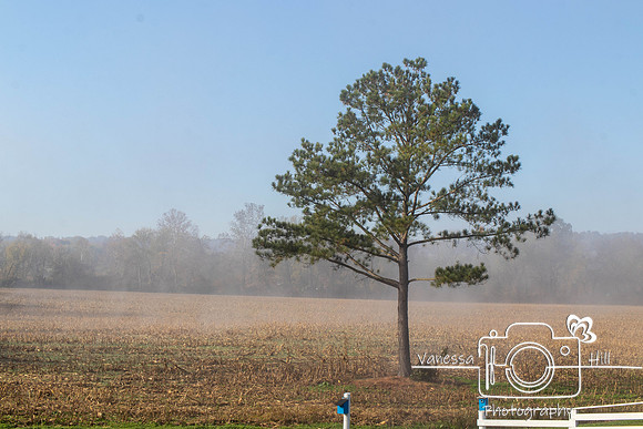 Foggy Harvest