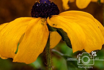 Falls Blackeyed Susan
