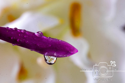 water Drop Reflection