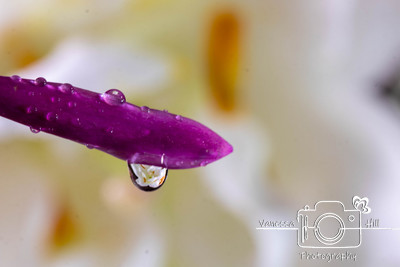 water Drop Reflection