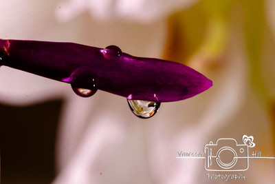 water Drop Reflection