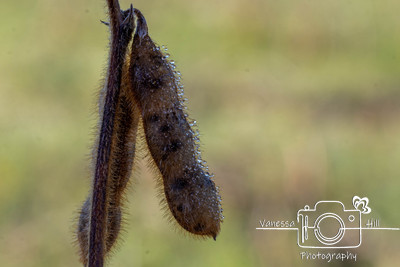 Falls Soybean