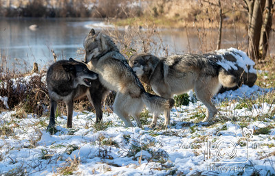 Wolf Play