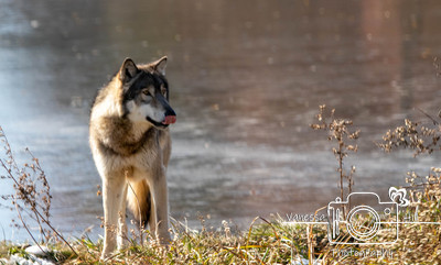 Grey Wolf