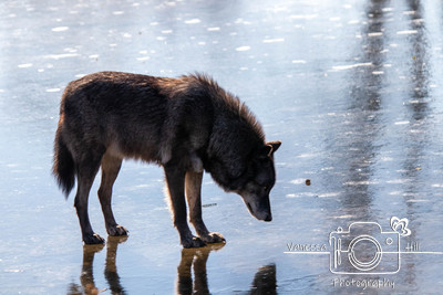 Wolf Reflection
