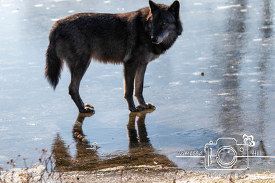 Wolf Frozen Pond