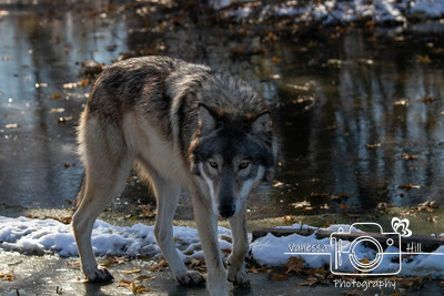 Grey Wolf