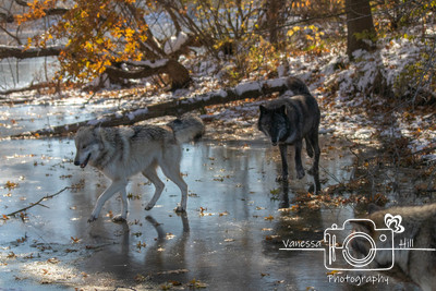 Wolves