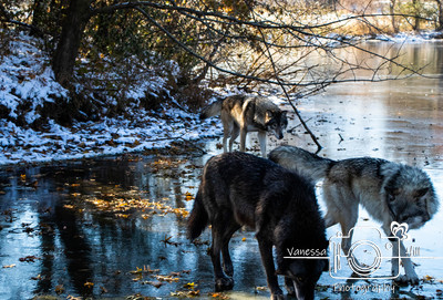 Wolf Trio