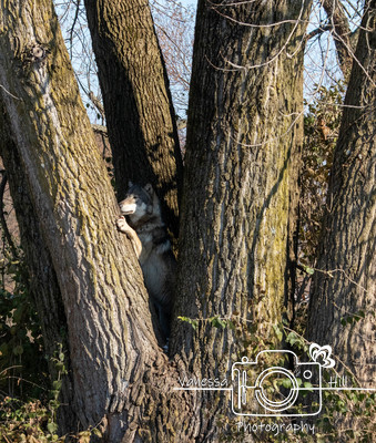 Wolf in a Tree