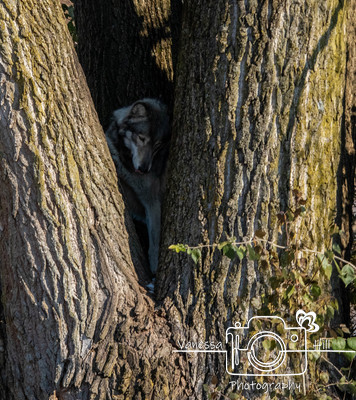 Wolf in a Tree