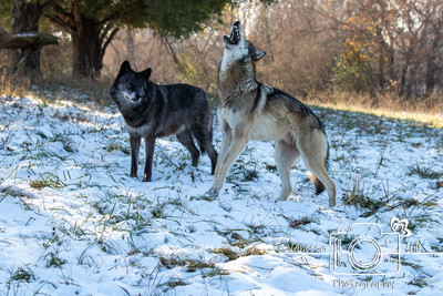 Wolf Snacks