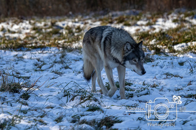 Grey Wolf
