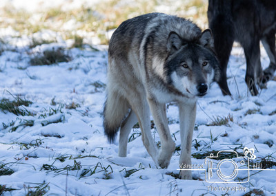 Grey Wolf