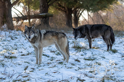 Wolves