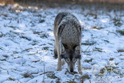 Wolf Glare