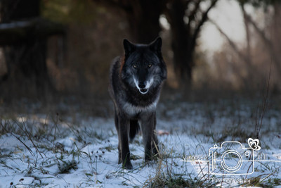 Black Wolf