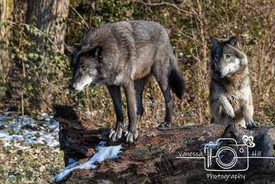 Wolves