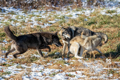 Wolves