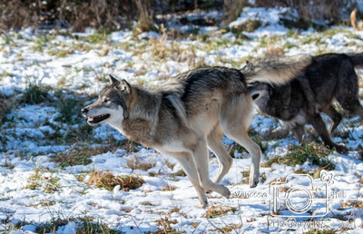 Wolf Run