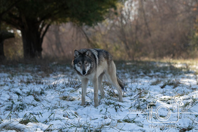 Grey Wolf