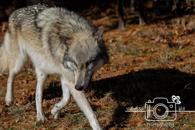 Wolf Run