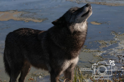 Black Wolf