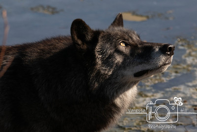 Black Wolf