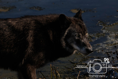 Black Wolf