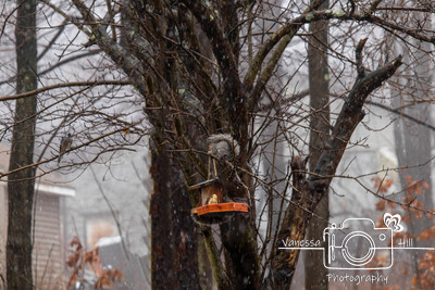 Squirrel & Jay
