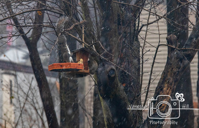squirrels