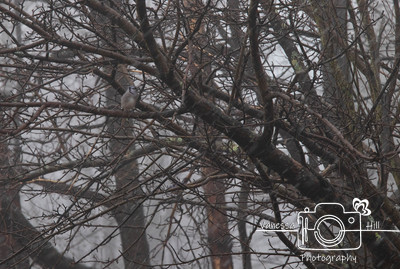 Blue Jay