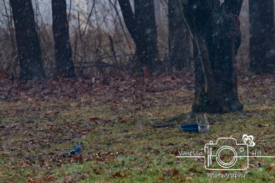 Squirrel & Jay
