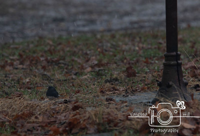 Junco