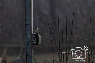 Chickadee