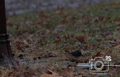 Junco